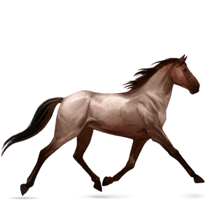 caballo de montar marwary negro