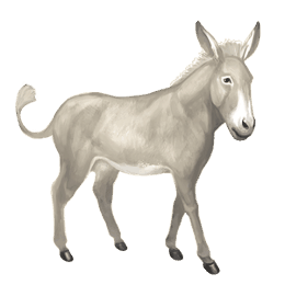 burro burro normal blanco