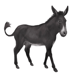 burro negro