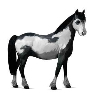 poni shetland bayo