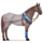 caballo de montar llanura