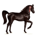 caballo de montar trakehner bayo