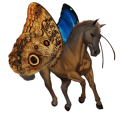poni fjord brunblakk