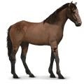 caballo salvaje caballo namibio