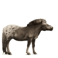 caballo de montar lusitano gris tordo
