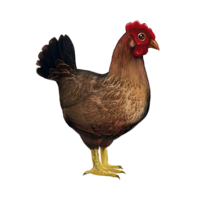 compagnon-poule_v1549988558.png