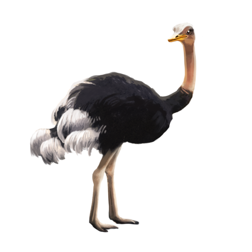 compagnon-autruche.png