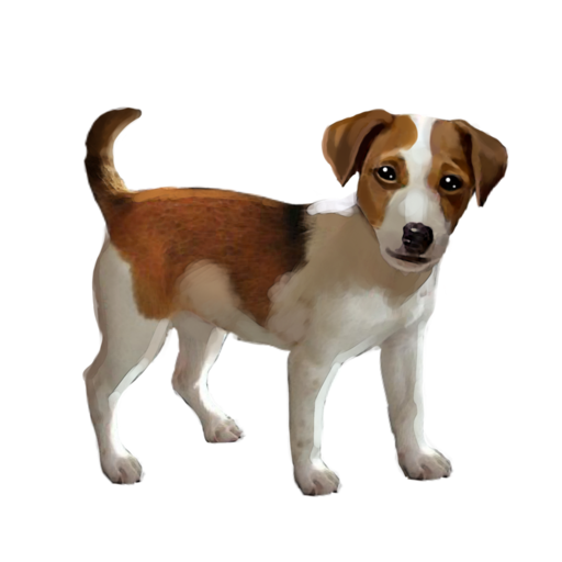 compagnon-chien.png