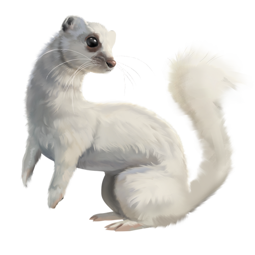 compagnon-hermine.png