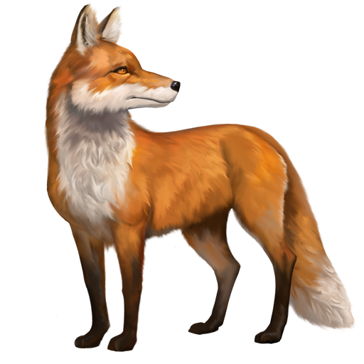 compagnon-renard.png