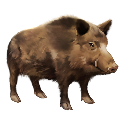 compagnon-sanglier.png