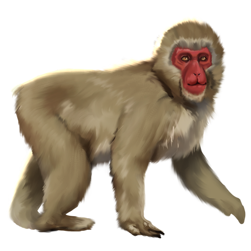 compagnon-singe-neige.png