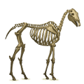 pegaso esqueleto