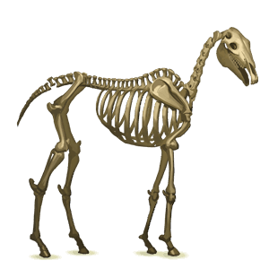 caballo de montar esqueleto
