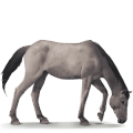 caballo salvaje poni de dulmen