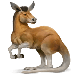 caballo salvaje canguro
