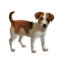 compagnon-chien_v1549988282.png